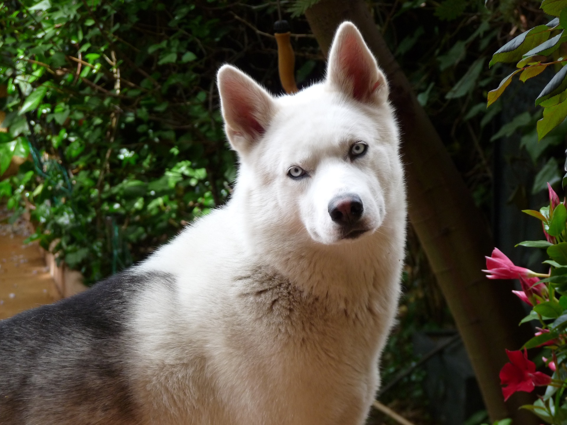 Fang the husky dog